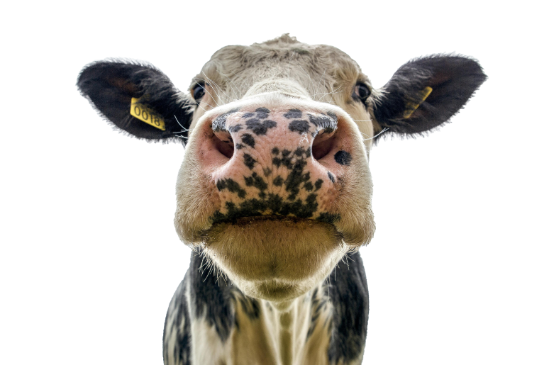 Cow